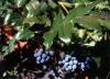 Oregon Grape Mahonia aquifolium